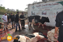 غداً: جمعية يافا للاعمال الخيرية تستعد لذبح 17 عجلاً ضمن مشروع الأضاحي السنوي